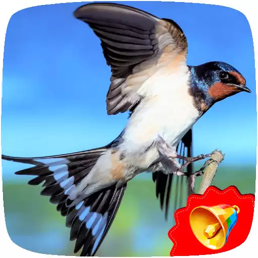 Play Swallow Sounds APK