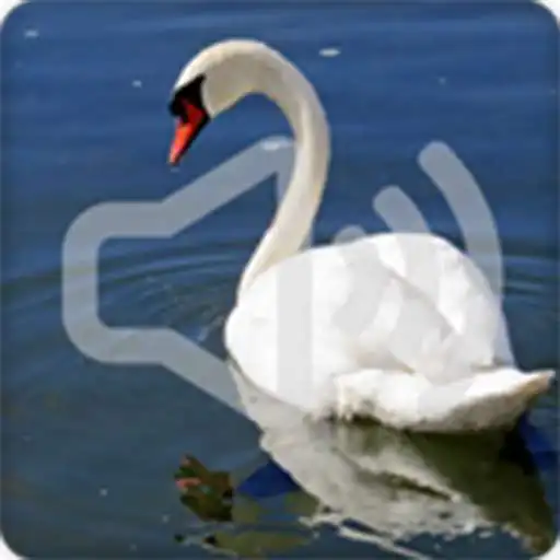Play Swan Sounds Ringtone APK