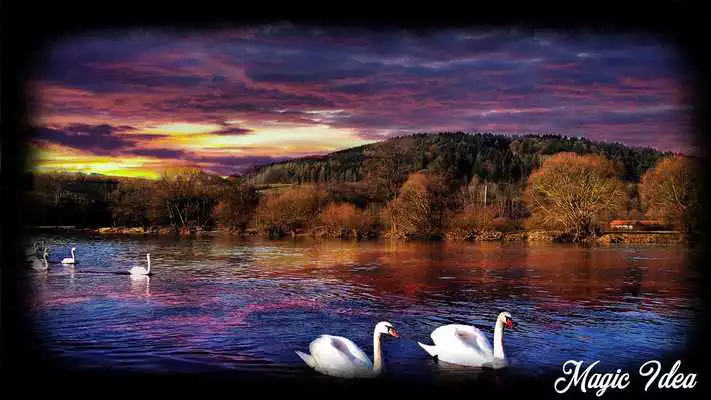 Play Swan Wallpaper