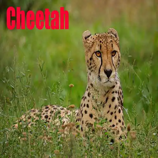 Play Sweet Cheetah Pictures APK