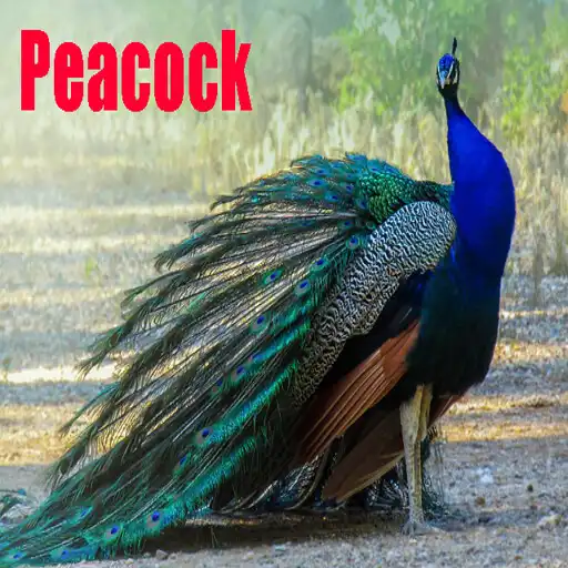 Play Sweet Peacock Pictures APK