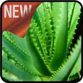 Free play online Taking Care of Aloe Vera APK