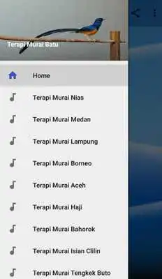 Play Terapi Murai Batu Offline