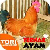 Free play online Ternak Ayam Jawa Super APK