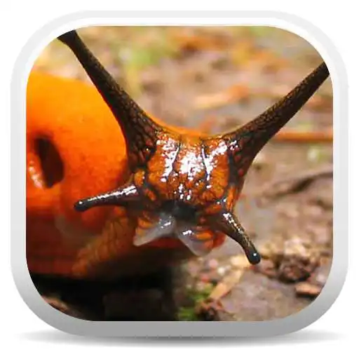 Run free android online Terrestrial Mollusc Key APK