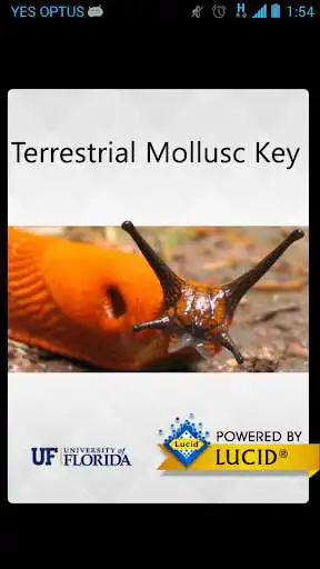 Play APK Terrestrial Mollusc Key  and enjoy Terrestrial Mollusc Key with UptoPlay com.lucidcentral.mobile.mollusc_tool