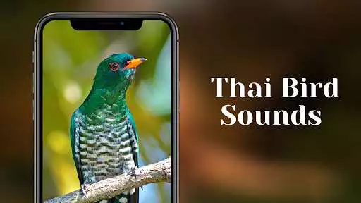 Play Thai Bird Sounds  and enjoy Thai Bird Sounds with UptoPlay