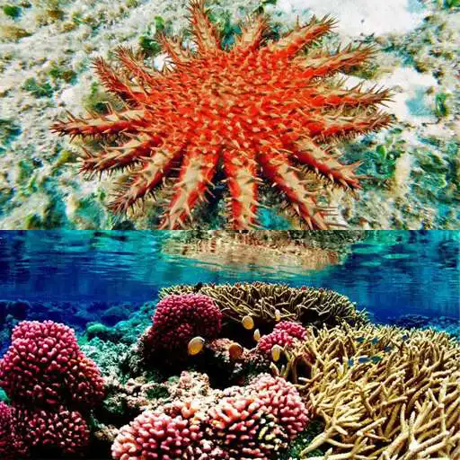 Play The beauty of coral reefs APK