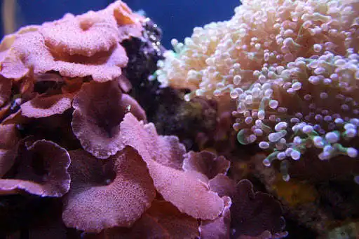 Play The beauty of coral reefs as an online game The beauty of coral reefs with UptoPlay