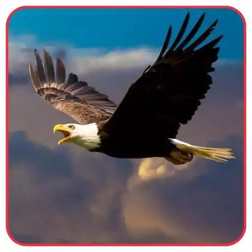 Play The Best Eagle wallpaper APK