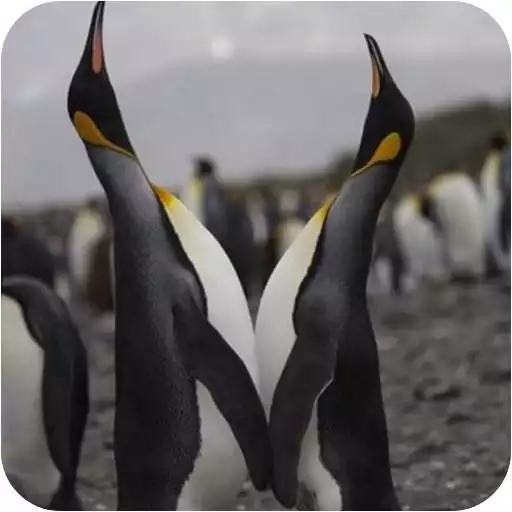 Play The Best wallpaper penguin APK