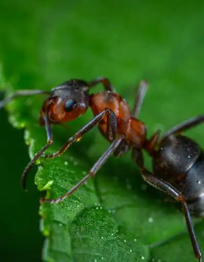 Play The Smallest Insect Ant  and enjoy The Smallest Insect Ant with UptoPlay