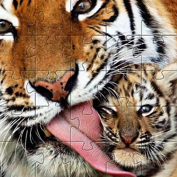 Play Tiger Jigsaw Puzzles  Games as an online game Tiger Jigsaw Puzzles  Games with UptoPlay