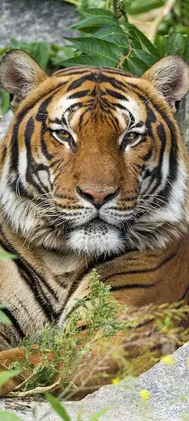 Play Tiger Wallpaper 4K 2023  and enjoy Tiger Wallpaper 4K 2023 with UptoPlay