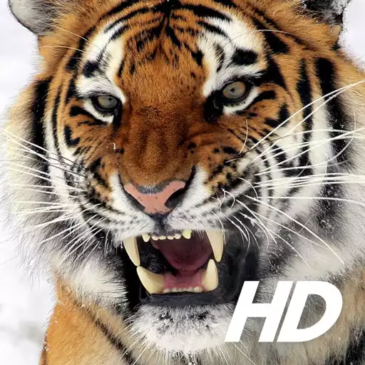 Play Tiger Wallpaper HD APK