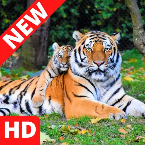 Run free android online Tiger Wallpapers HD APK