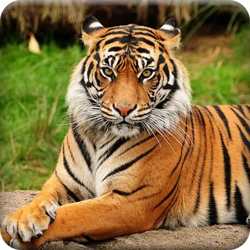 Play Tiger Wallpapers Offline APK