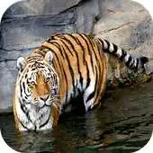 Free play online Tigre Fondo En Movimiento APK