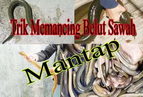 Play APK Trik Memancing Belut di sawah  and enjoy Trik Memancing Belut di sawah with UptoPlay com.caksys.web2aplikasi