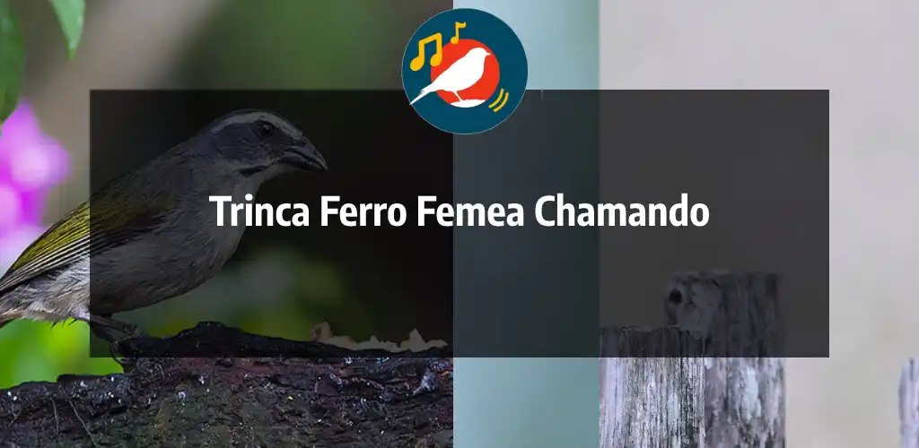 Play Trinca Ferro Femea Chamando  and enjoy Trinca Ferro Femea Chamando with UptoPlay