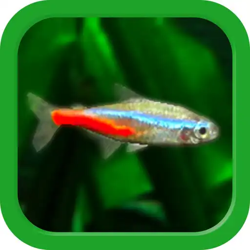 Play Tropical Fish Tank - Mini Aqua APK