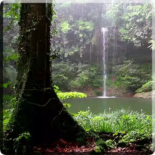 Run free android online Tropical Rain Video Wallpaper APK