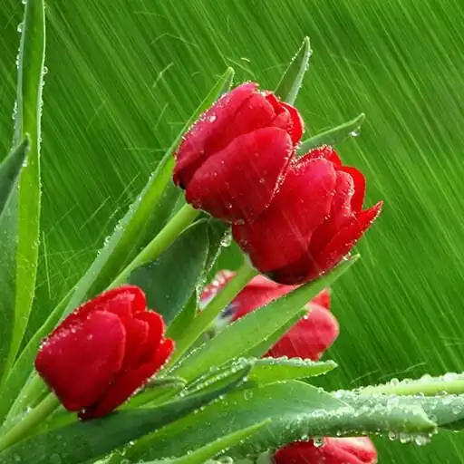 Play Tulips Flowers Wallpapers HD APK