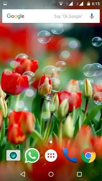 Play Tulips Flowers Wallpapers HD  and enjoy Tulips Flowers Wallpapers HD with UptoPlay