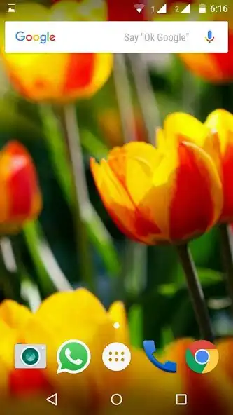 Play Tulips Flowers Wallpapers HD as an online game Tulips Flowers Wallpapers HD with UptoPlay