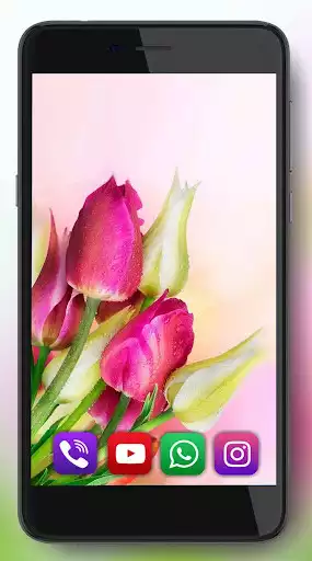 Play Tulips Live Wallpaper