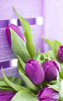 Play Tulips Live Wallpaper