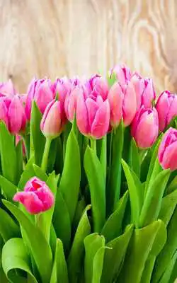 Play Tulips Live Wallpaper