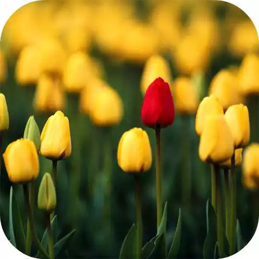 Free play online Tulips Video Live Wallpaper APK