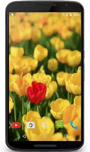 Play Tulips Video Live Wallpaper