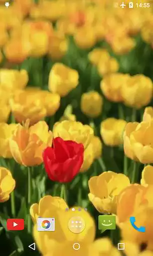 Play Tulips Video Live Wallpaper