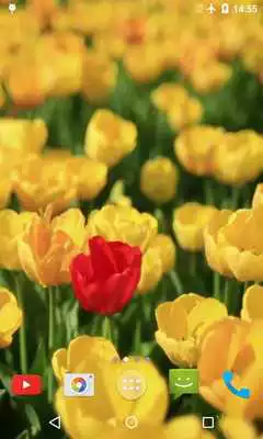 Play Tulips Video Live Wallpaper