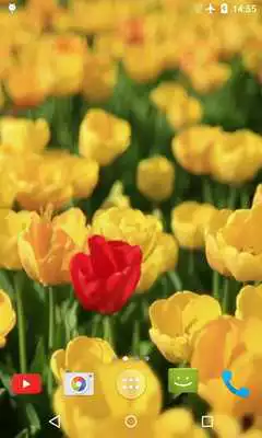 Play Tulips Video Live Wallpaper