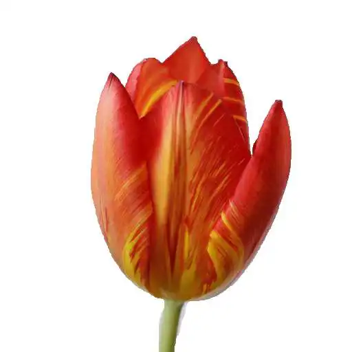 Play Tulips Wallpaper HD APK