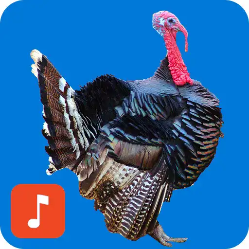 Play Turkey bird calls APK