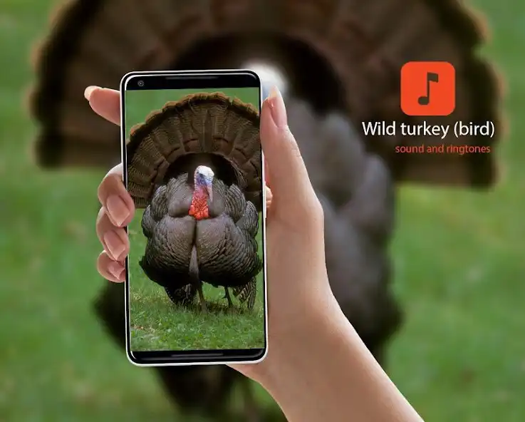 Play Turkey bird calls  and enjoy Turkey bird calls with UptoPlay