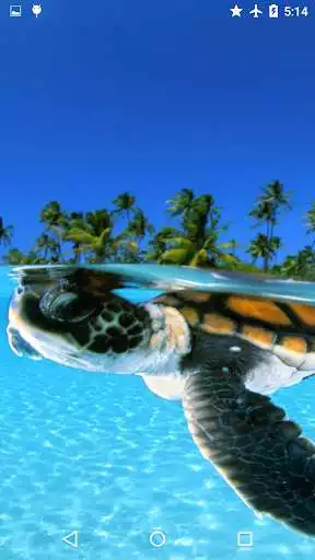 Play APK Turtle Underwater 3D Wallpaper  and enjoy Turtle Underwater 3D Wallpaper with UptoPlay com.sapps.turtleunderwater