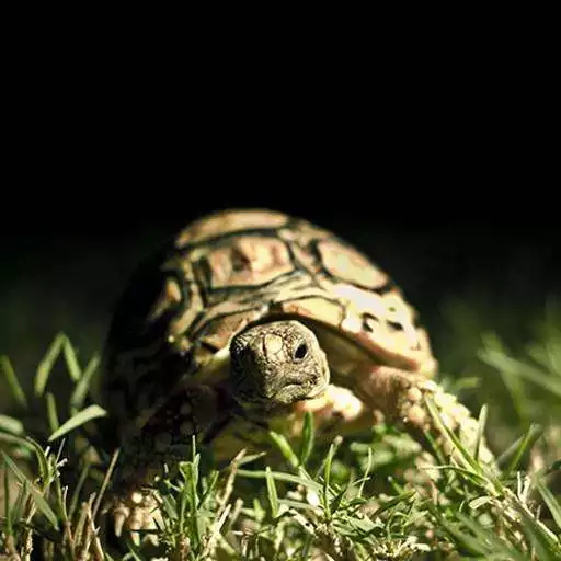 Play Turtle Wallpapers HD APK