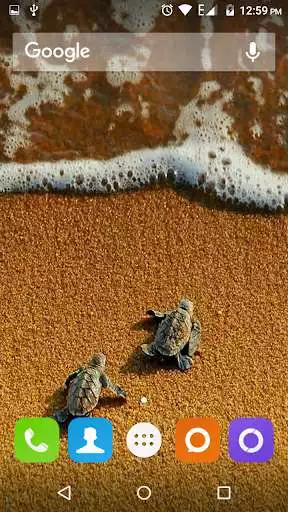 Play Turtle Wallpapers HD  and enjoy Turtle Wallpapers HD with UptoPlay