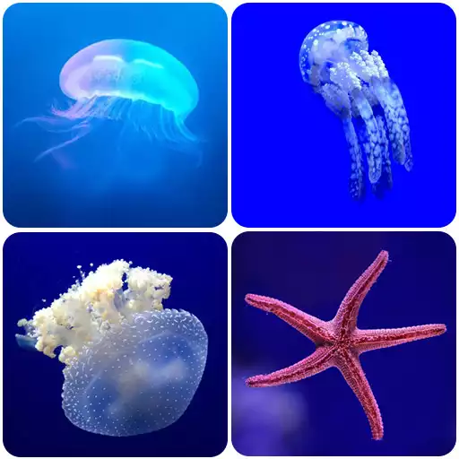 Play Underwater Wallpapers APK