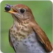 Free play online Veery Thrush Song APK