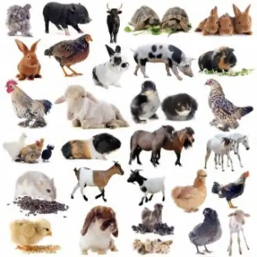 Play Voices of animals APK