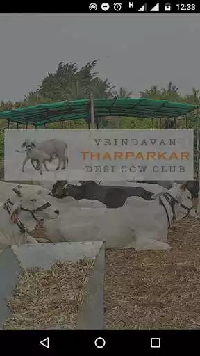 Play Vrindavan Tharparkar Desi Cow Club