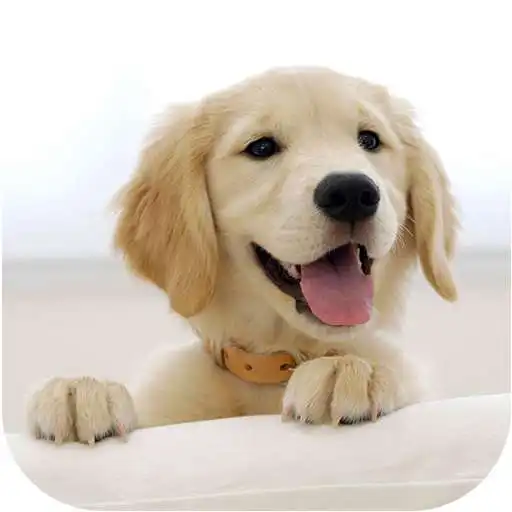 Play Wallify - Pets Wallpapers (Buzzsharer) APK