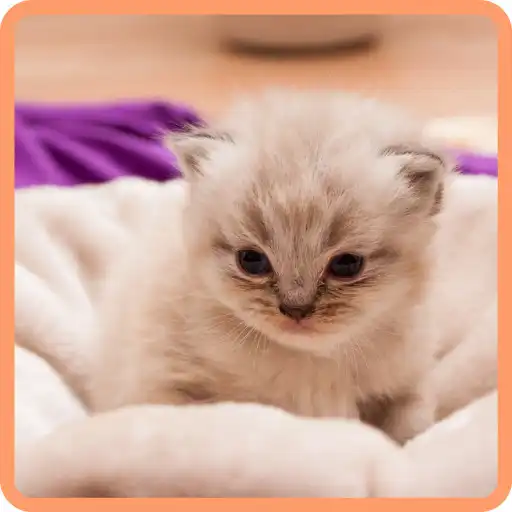 Play Wallpaper Anak Kucing Lucu APK