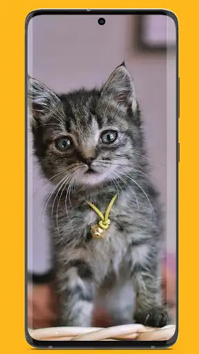 Play Wallpaper Anak Kucing Lucu  and enjoy Wallpaper Anak Kucing Lucu with UptoPlay